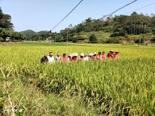 广西热作所科技人员赴横州市开展粮油增产增效活动