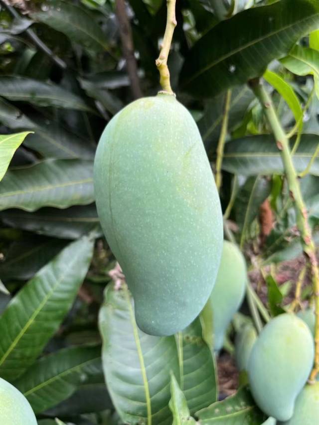 桂七芒独特的“S”形身材。