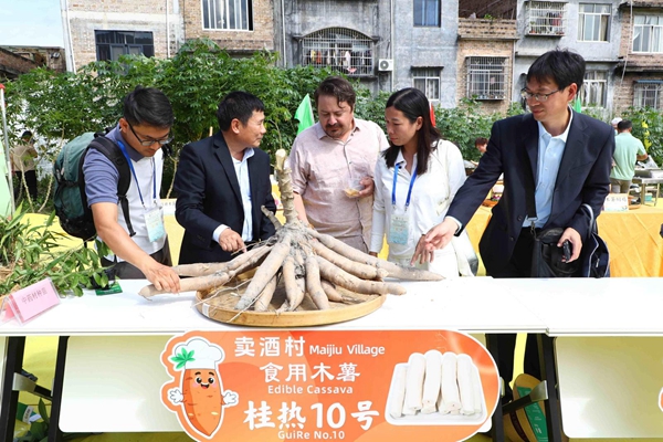 与会人员观摩2025年兴业县农民丰收节上的木薯“桂热10号”。主办方供图_副本.jpg