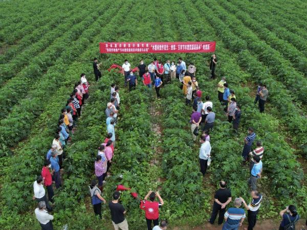 木薯间套作节本增效栽培技术助力农民增收