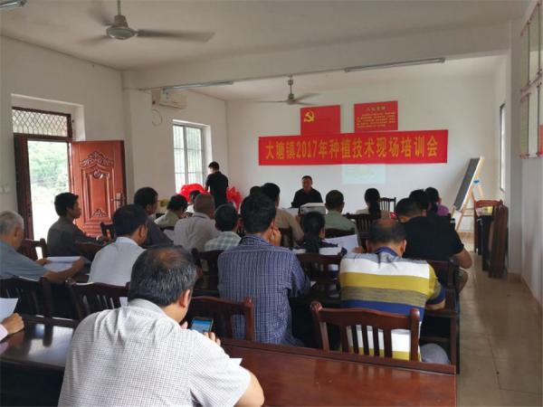 广西热作所科技特派员积极开展澳洲坚果种植技术服务