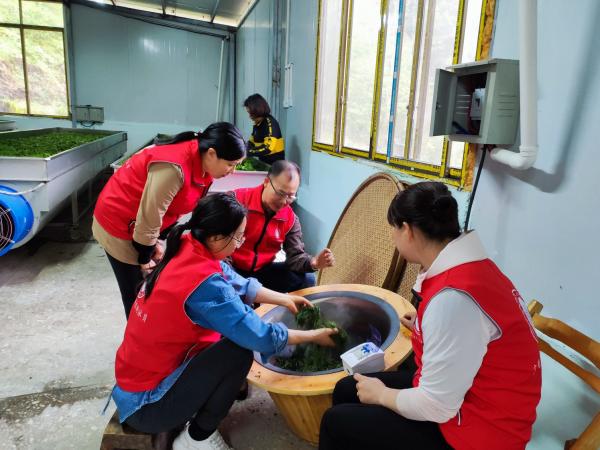 广西热作所科技特派员赴融水县开展古茶树加工技术指导与培训工作