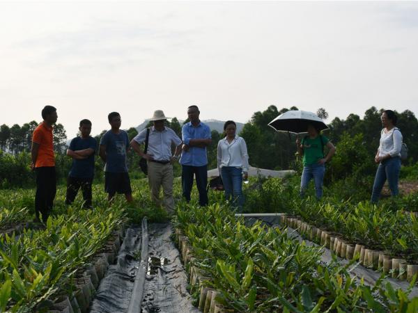 广西热作所承担的广西创新驱动发展重大专项《澳洲坚果早实丰产栽培技术研究与示范》初见成效