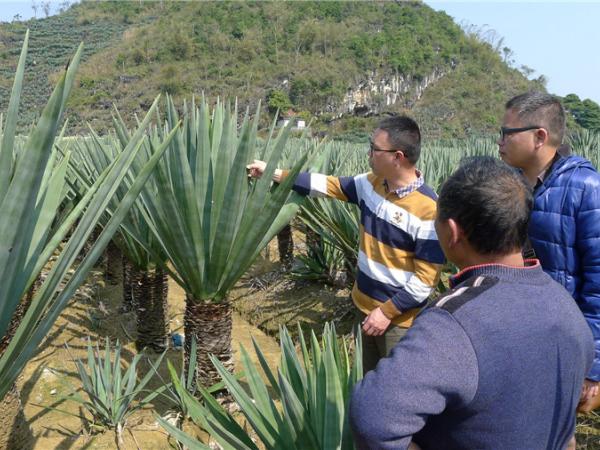 南宁剑麻试验站成员开展固土保水和石漠化地区生态恢复试验