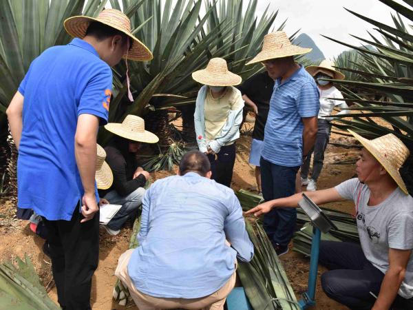 广西热作所承担的广西重点研发计划项目“剑麻麻渣麻水资源化利用关键技术研究与示范”通过现场查定