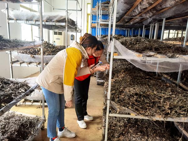 广西热作所茶叶团队赴柳州开展科技服务工作