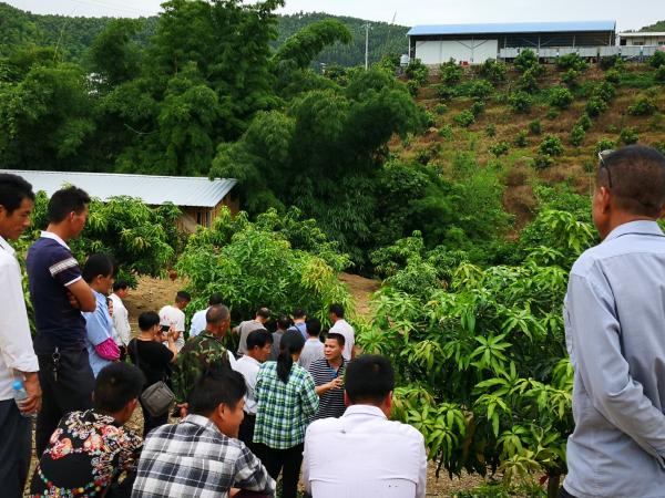 广西热作所科技特派员在贫困村举办“芒果栽培与病虫害防控技术培训班”
