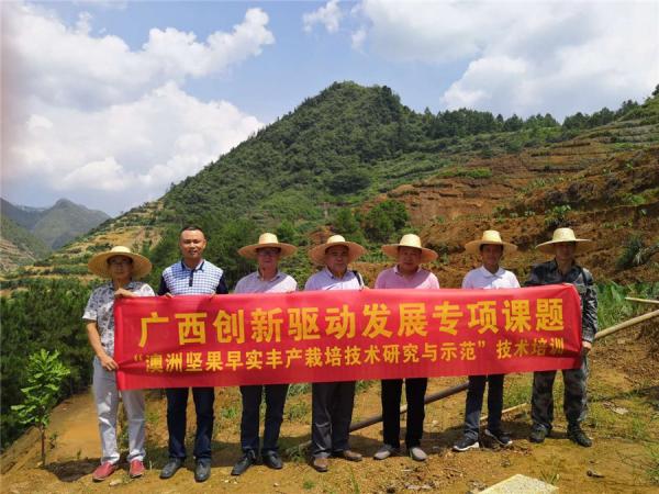 广西热作所科技人员赴百色地区调研广西创新驱动发展专项澳洲坚果课题建设