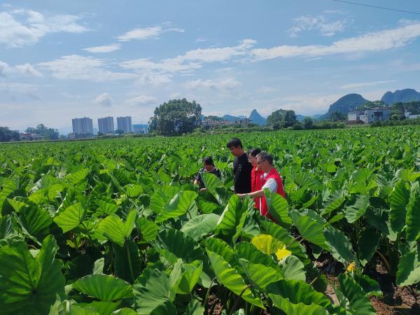 广西热作所科技人员应邀到荔浦市开展科技服务活动
