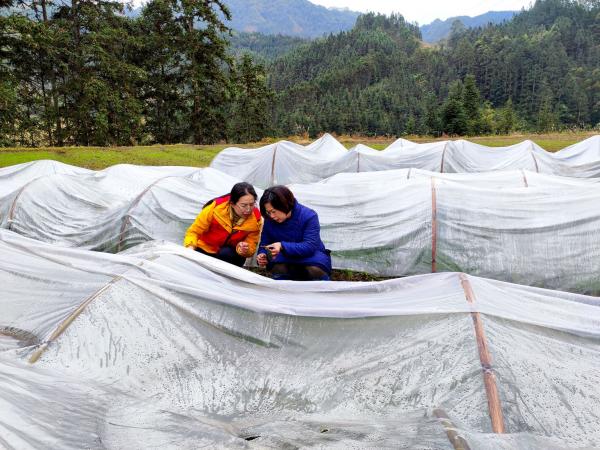 广西热作所科技特派员赴融水县开展“抗低温、防冰冻、促春耕” 科技服务活动