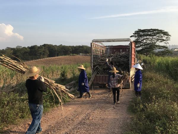 广西热作所科技特派员开展春耕备耕工作