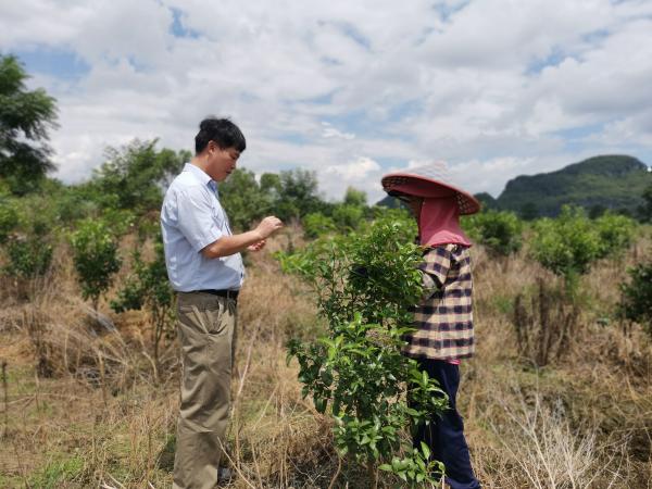广西热作所特色水果先锋队赴上林县开展科技服务