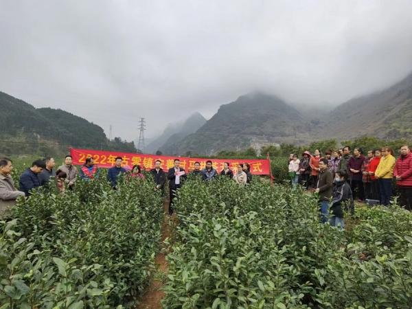 广西农业科学院茶叶团队参加马山县春茶开采仪式