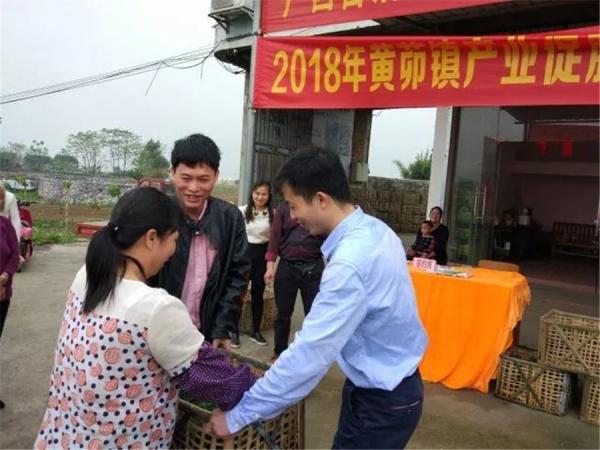 种植番木瓜,产业促脱贫