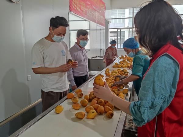 广西热作所芒果采后岗位专家团队赴广西冰客食品公司进行技术指导服务