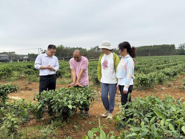 广西热作所茶叶产业科技先锋队、茶叶创新团队赴南宁片区茶企开展科技服务