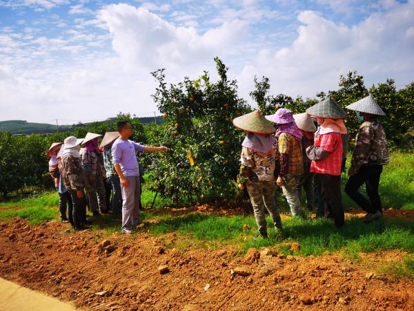 广西热作所柑橘创新团队采后技术与质量安全岗团队赴明阳农场开展科技服务