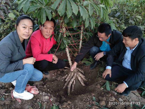广西热作所副所长李军赴河北调研木薯北移试验