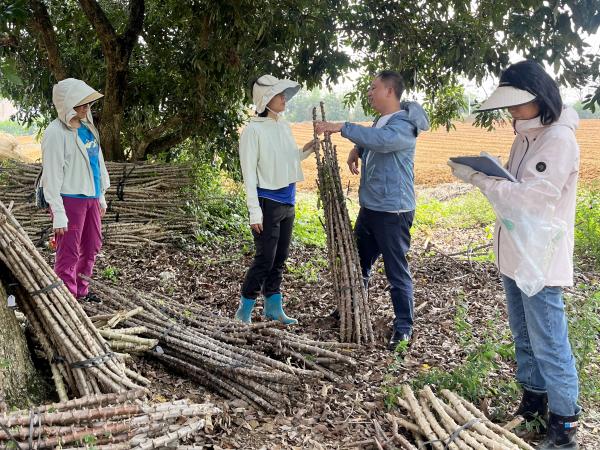 国家木薯产业技术贵港综合试验站专家到桂平市开展“双高”木薯品种绿色高效种植技术推广工作