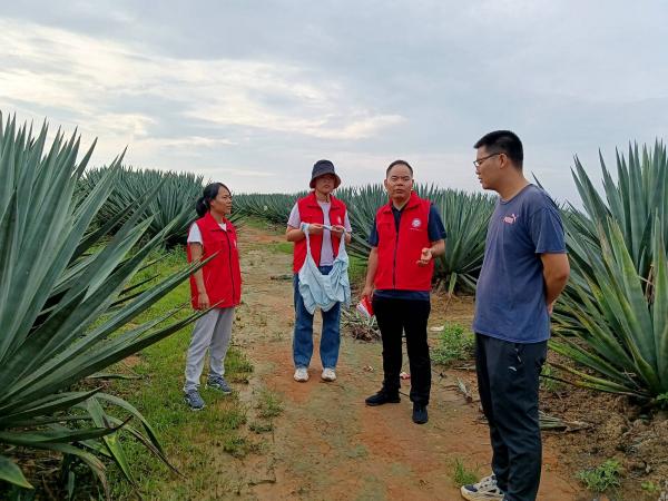 广西热作所科技特派员到广西农垦东方农场有限公司开“科技服务夏管促增产”活动