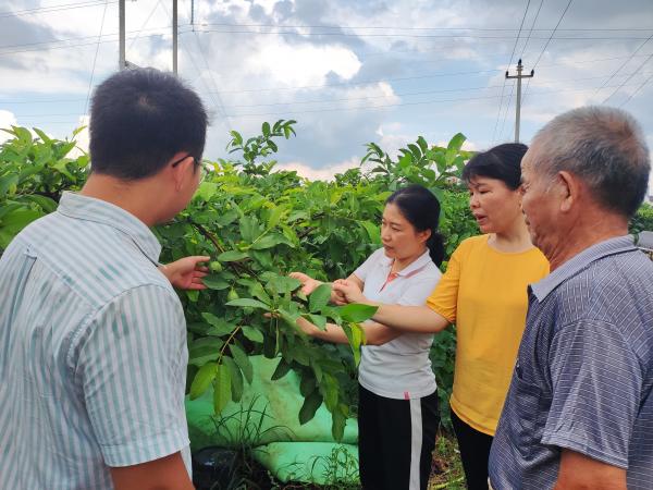广西热作所特色水果产业科技先锋队到北流市开展技术服务