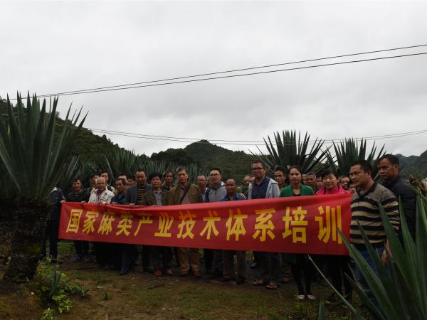 南宁剑麻试验站“石漠化地区剑麻种植技术培训班”在旧城镇同利村举办