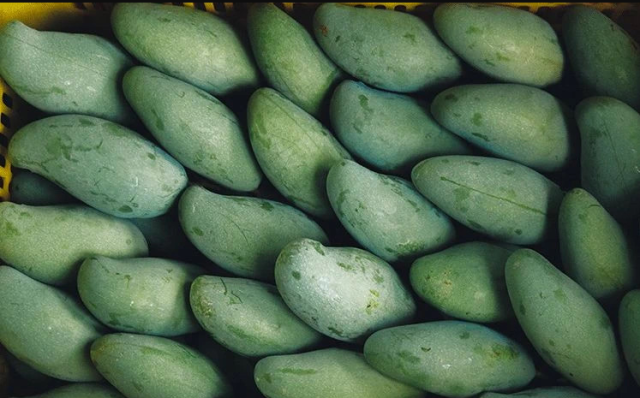 新鲜采摘下树的桂七芒。