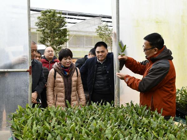 广西热作所承担的广西创新驱动发展重大专项课题“澳洲坚果早实丰产栽培技术研究与示范”通过现场查定