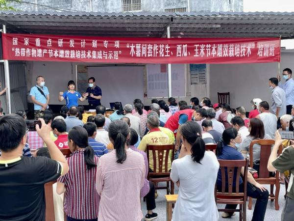 木薯间套作节本增效栽培技术助力农民增收