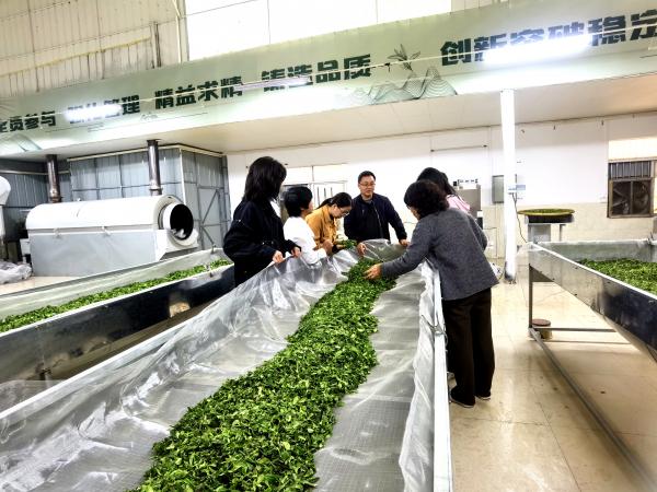 广西热作所科技人员应邀赴兴业县开展茶叶产业帮扶行动