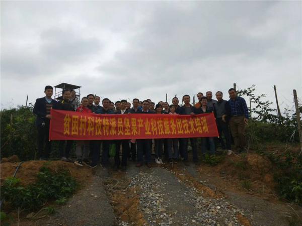 广西热作所坚果研究中心科技人员到岑溪等地开展调研与培训