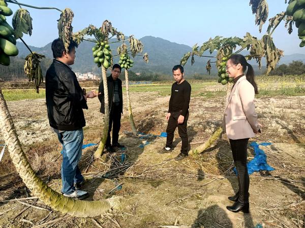 广西热作所科技人员赴南宁市昆仑镇指导番木瓜春耕生产