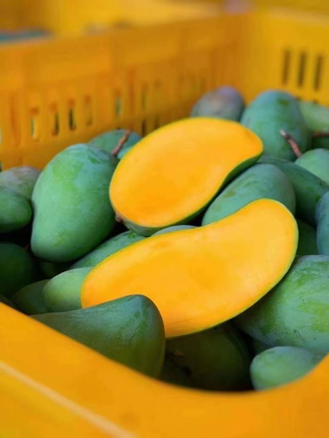 桂七芒成熟后表皮依旧是青绿色，内里则金黄璀璨。