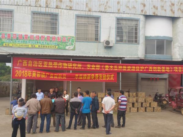 种植番木瓜,产业促脱贫