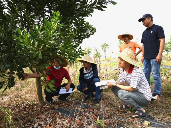 广西热作所承担的2个广西科技计划项目通过现场查定