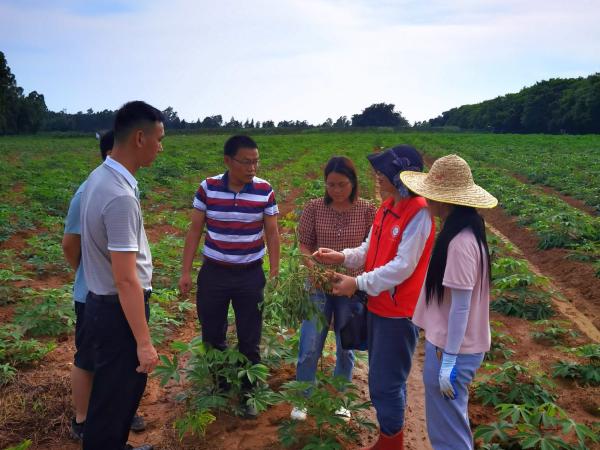 国家木薯产业技术体系土肥水管理岗成员到合浦县指导木薯生产