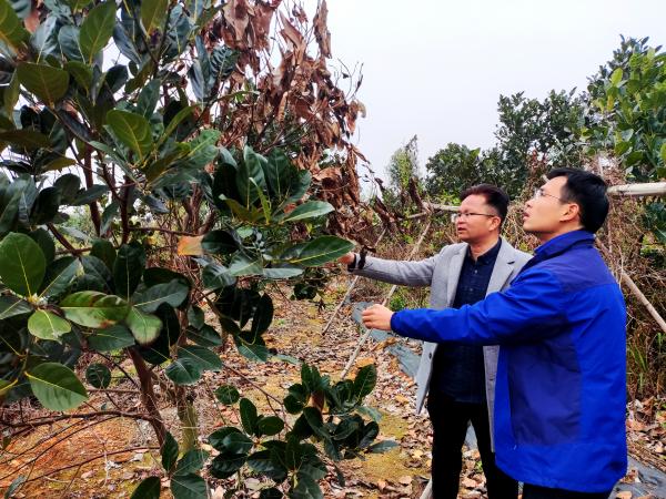 广西热作所特色水果产业科技先锋队赴横州市等地开展“防寒、防冻、促春耕”科技服务活动