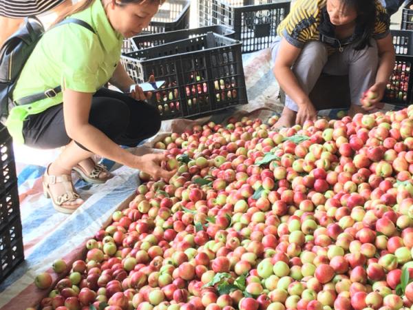 广西热作所科技人员到河池市天峨县开展技术服务