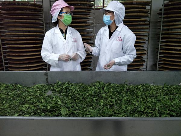 广西茶叶创新团队南宁试验站科技人员赴宁明县开展科技服务